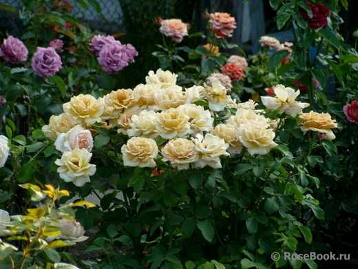 Роза Хани Дижон С4 Закупка М16 июнь 2026