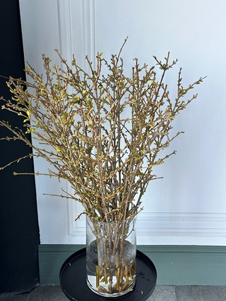 Ветка форзиции