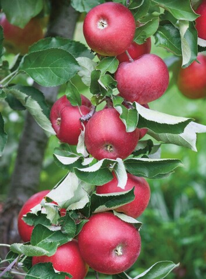 Яблоня колонновидная Созвездие