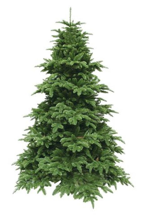 Ель Нормандия 700см темно-темно зеленая Triumph Tree