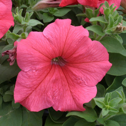 Петуния грандифлора Призм Салмон (1000др) Витагрин Профи