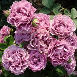 Терра Лимбургия (Terra Limburgia)