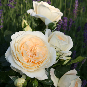 Роза флорибунда Мария-Антуанетта