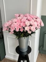 Хризантема в розовом оттенке