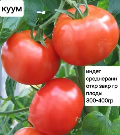 КУУМ