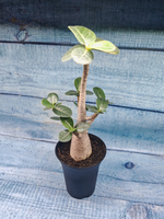 Adenium Baobab (Адениум)