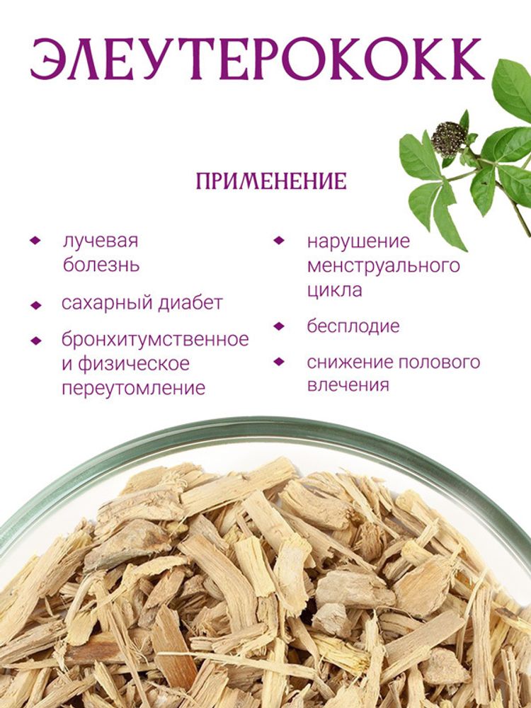 Элеутерококк