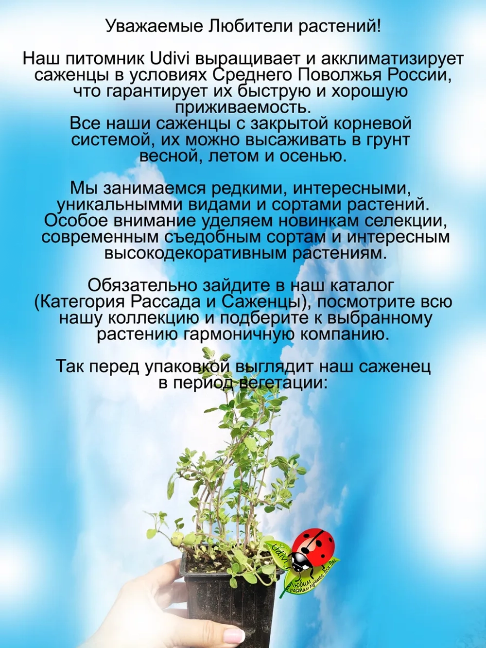 Майоран пряность садовая и домашняя