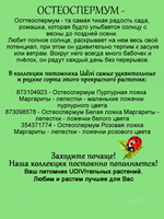 Остеоспермум Белая ложка Маргариты