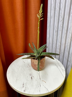 Гастералоэ Авео в терракоте, D10см H20см, 1шт, Urban Jungle
