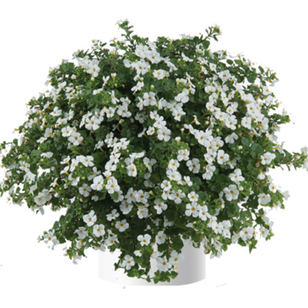 Бакопа GULLIVER WHITE IMP.