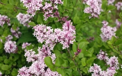 Сирень мейера Палибин штамб Закупка М66 апрель 2026