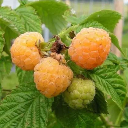 Малина крупноплодная Голден Квин