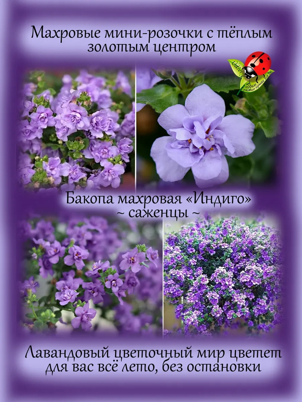 Бакопа Индиго махровая ампельная