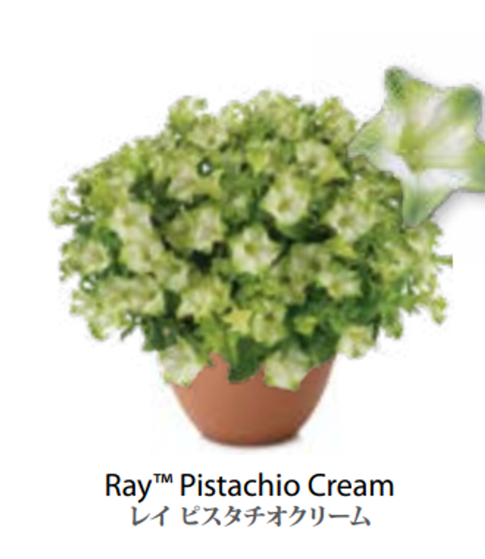 ЕВРО Petunia Ray Pistachio Cream укорененный черенок февраль 26 DAN