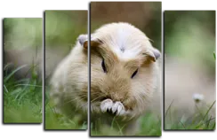 Модульная картина "Морская свинка"