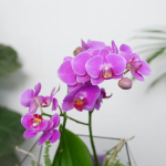 Готовый флорариум с пурпурной орхидеей Икос L