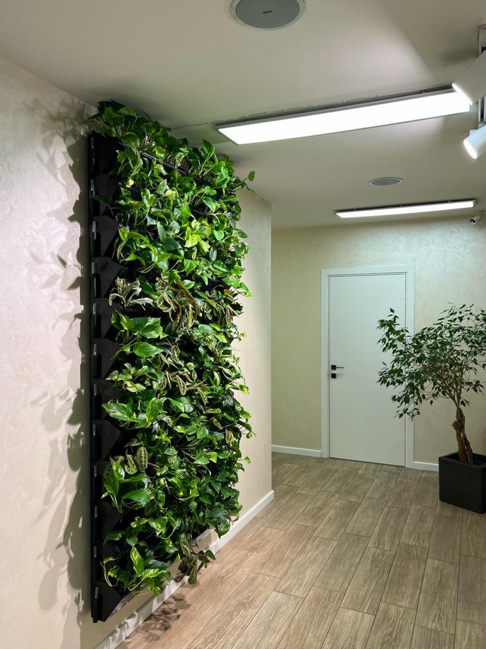 7.23. Фитостена из живых растений для клиники "Excellens". В проекте использовались фитомодули "Hydro Falls"