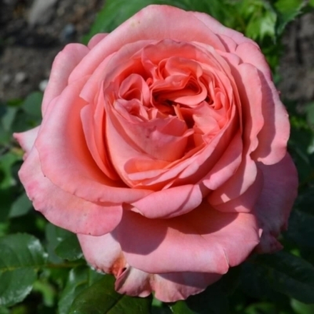 Роза Лондон Ай (пионовидная) 3 года