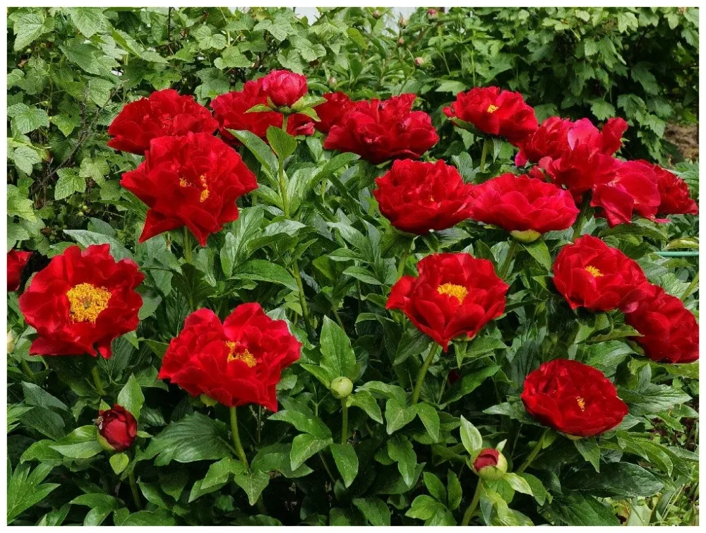 Пион Макинак Гранд 2-3 почки Закупка М81 октябрь 2026