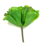 Суккулент капуста