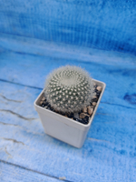 Notocactus Haselbergii (Нотокактус)