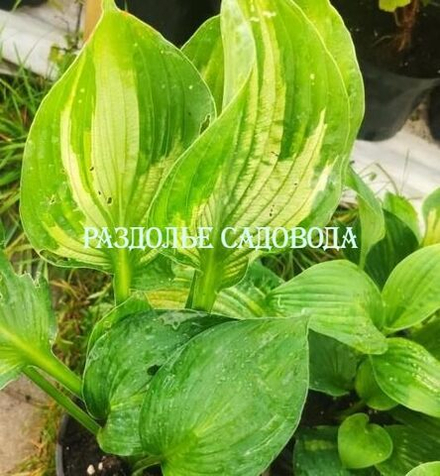 Хоста ланцелистная Хамелеон