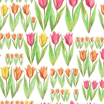 Поля тюльпанов