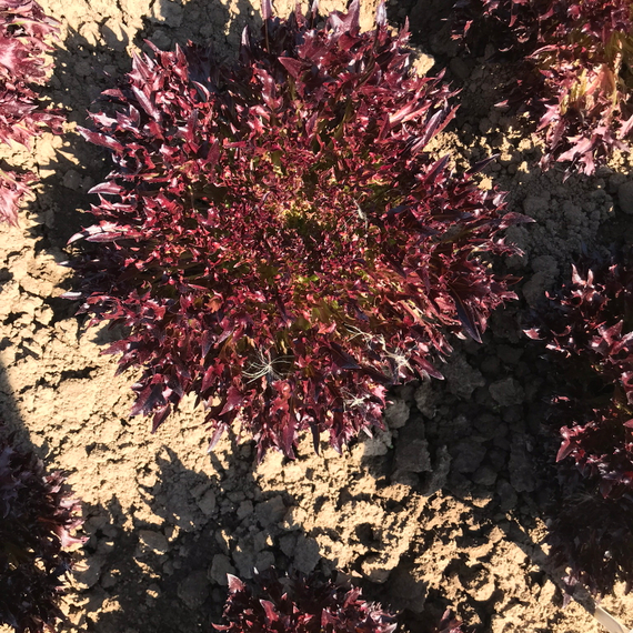 Винтекс семена салата хрустящего с сильно рассеченным листом – фото 8