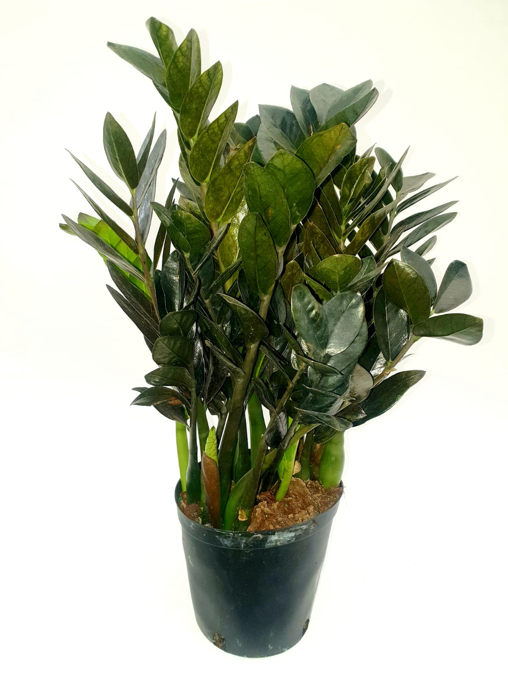 Замиокулькас Черный