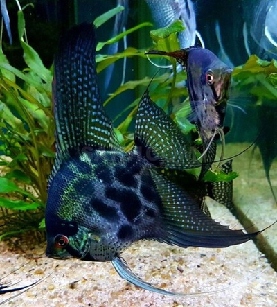 Скалярия Пиной