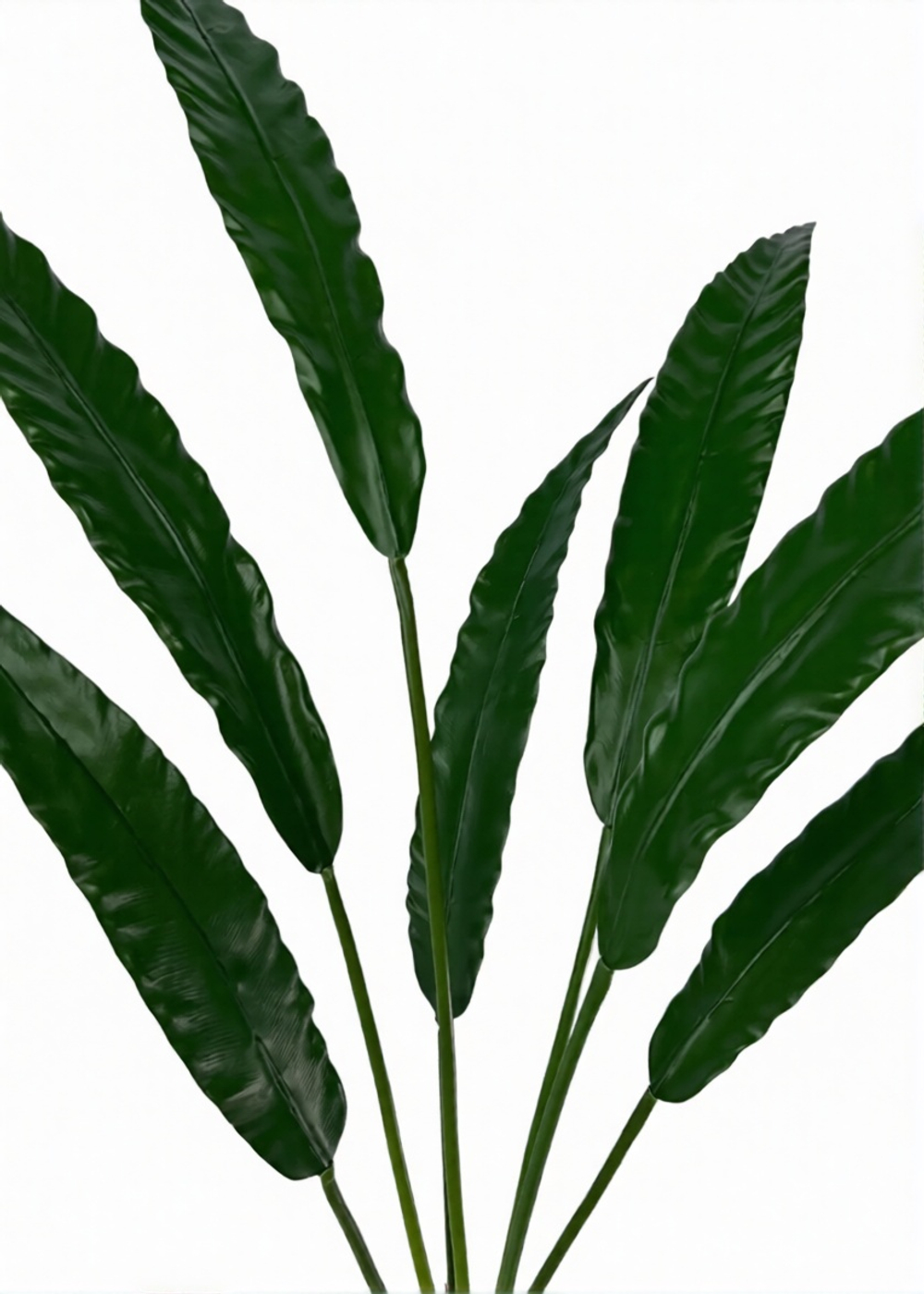 Куст Калатеи Руфибарба (7 листьев)