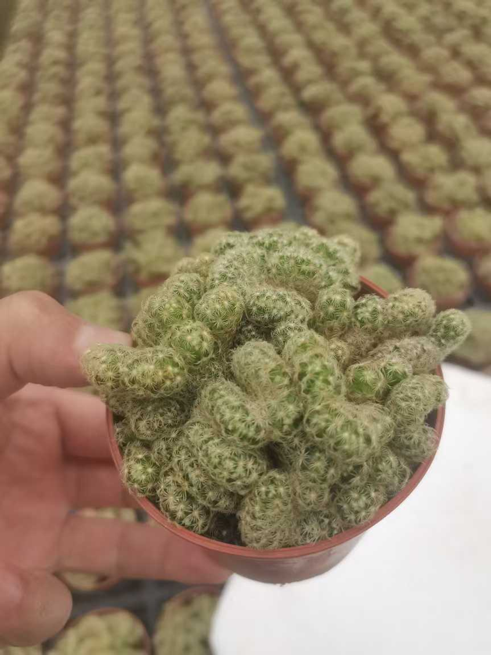 Кактус super mix д.9