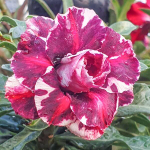 Адениум обесум 329 X98 Mutation