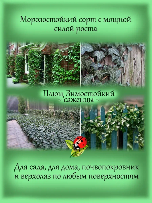 Хедера зимостойкий плющ