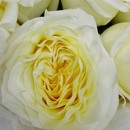 Букет из 15 ароматных пионовидных роз сорта "CANDLELIGHT" (Эквадор 60 см)