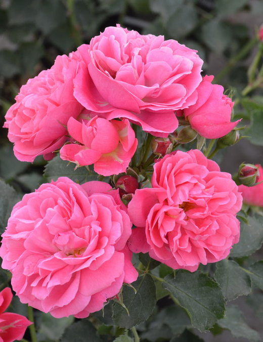 Роза Мойн Мойн С7 Закупка М57 июнь 2026