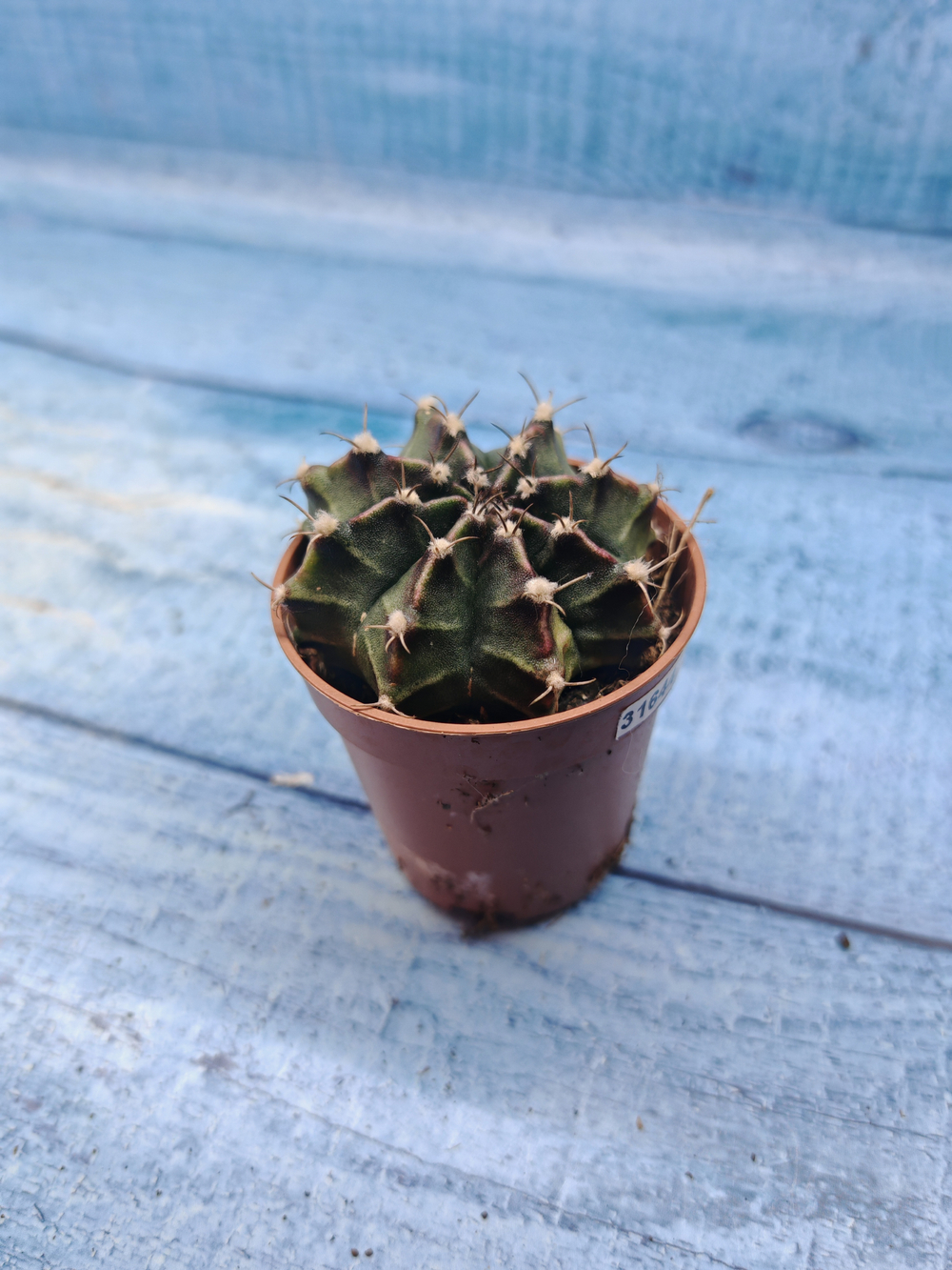 Gymnocalycium Friedrichii (Гимнокалициум)