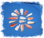 Спинки морских ракушек для украшений