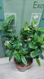 C. medica “Mak Nao San”