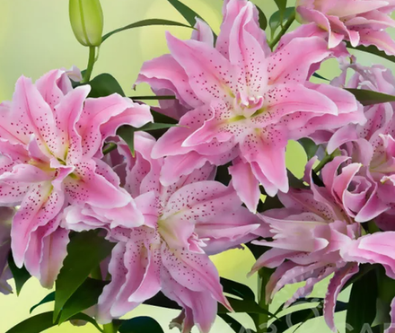 Лилия Розелили Азра луковица март 2026