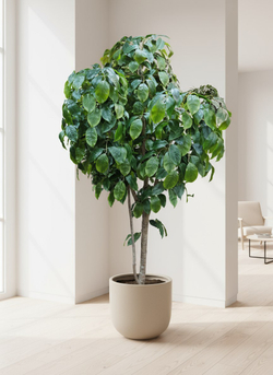 Хлебное дерево 280см в кашпо