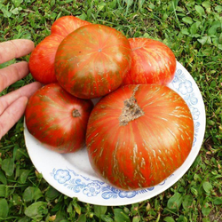 Помидоры - Large Barred Boar (Большой Полосатый Кабан)