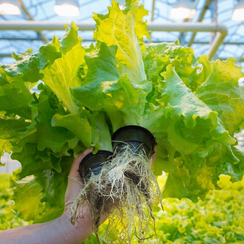 Афилион семена салата батавия (Rijk Zwaan/Райк Цваан)