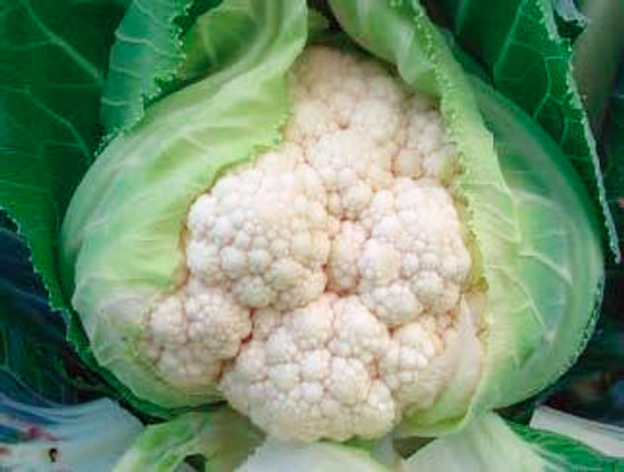 Уайт Консепт F1 семена капусты цветной (Sakata / Саката) – фото 2