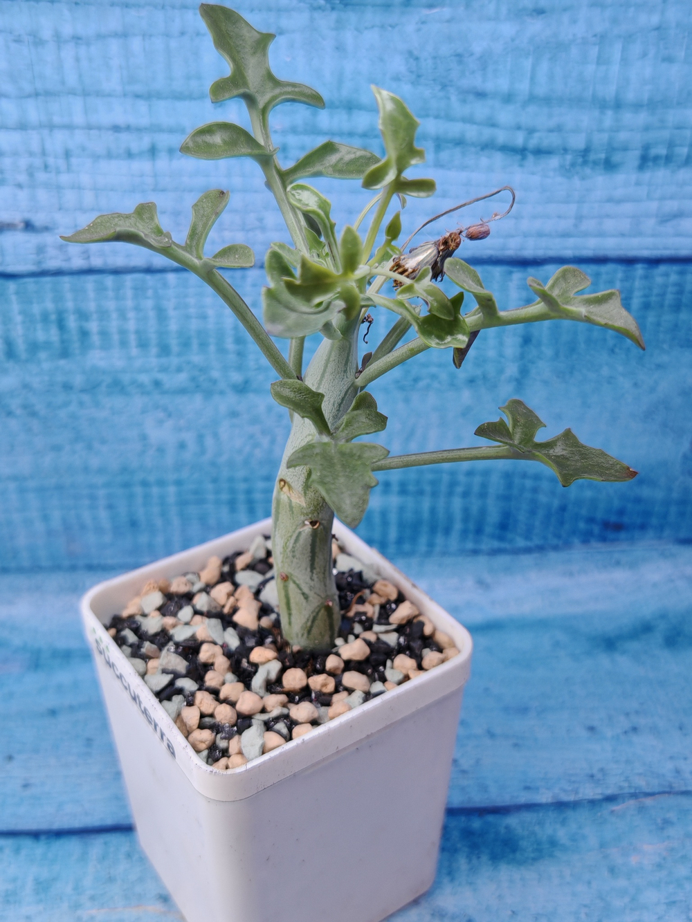 Senecio Articulatus (Крестовник)