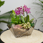 Флорариум с орхидеей Икос