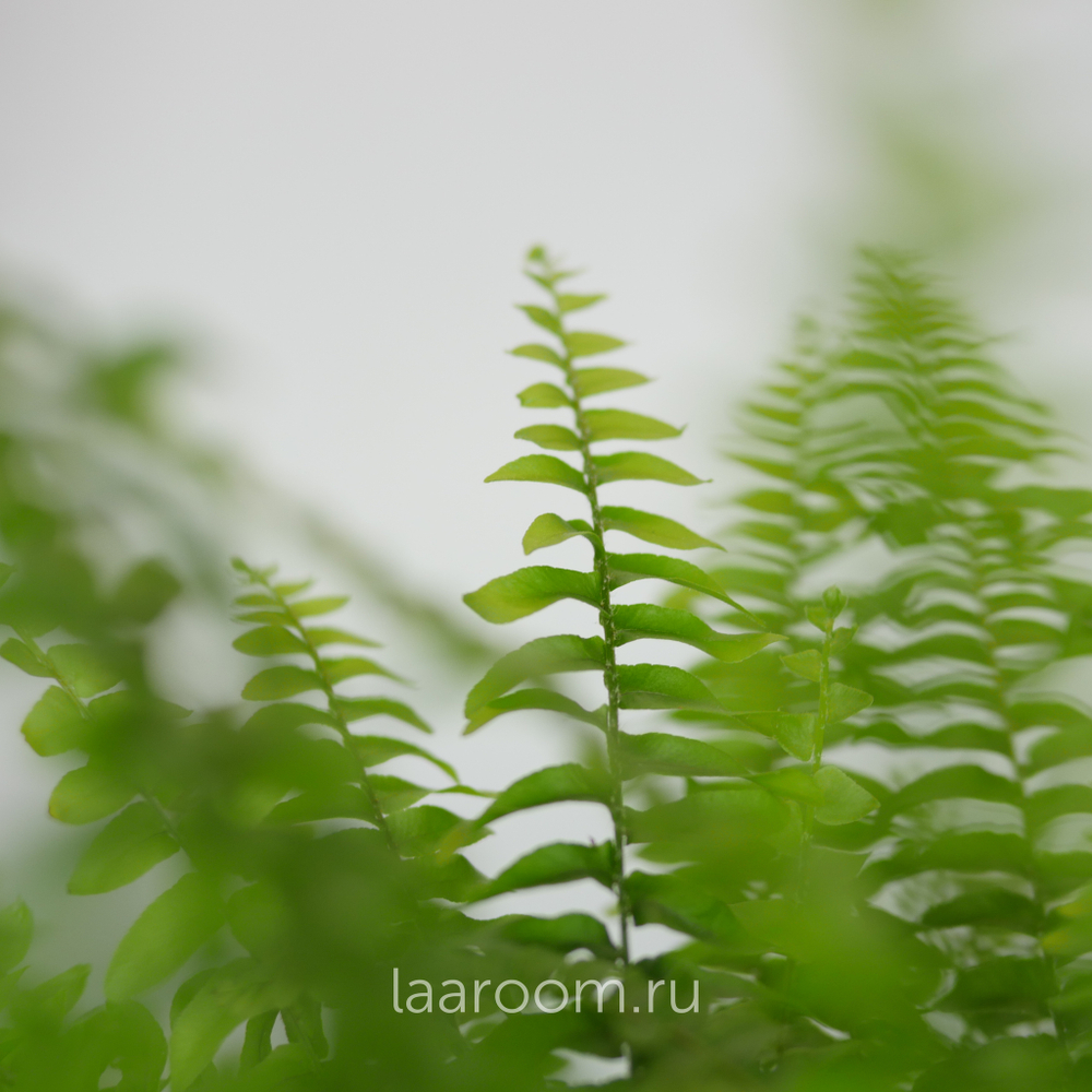 Нефролепсис Грин Леди 17/45