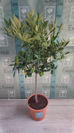 Lemonquat