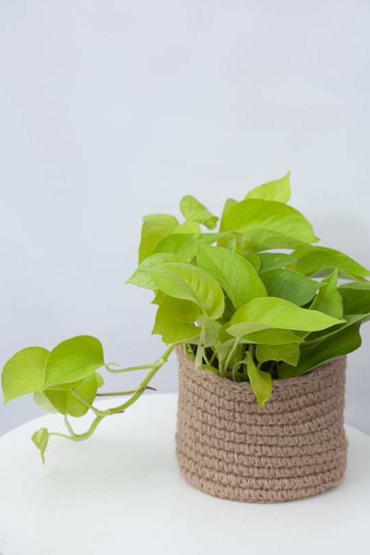 Эпипремнум Голден Потос